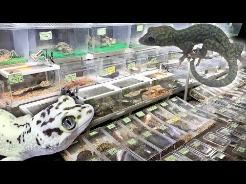 何この生体！見たことない爬虫類が沢山いるイベントへ！(YouTube)