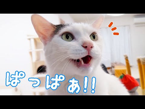 なぜかパパを呼びまくる日のお喋り猫チロさん(YouTube)