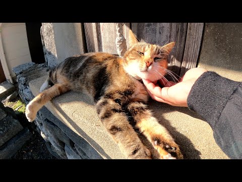 猫島の神社で祠を守る巫女猫(YouTube)