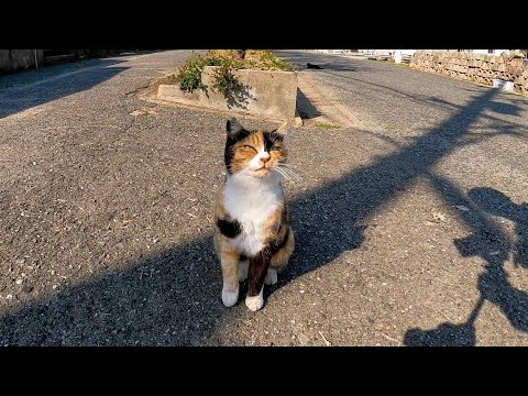 顔を見ると喜んでその場で足踏みする三毛猫が可愛過ぎる(YouTube)
