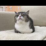 いつもと違う時間に「ごはん食べる？」と聞いたら猫の反応がかわいすぎたw(YouTube)