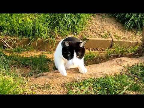 土手の下から牛みたいな猫がモフられにきた(YouTube)