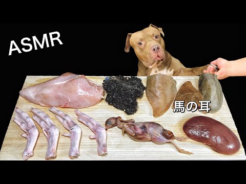 馬の耳を食べる時に予想外の行動をとるピットブル【ASMR】(YouTube)