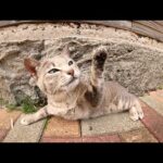 無防備な猫をモフろうとしたら「今からお昼寝するの！」と怒られた(YouTube)