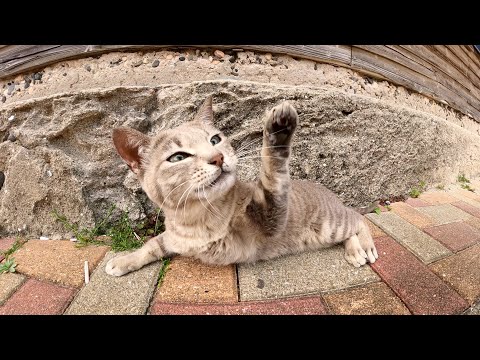 無防備な猫をモフろうとしたら「今からお昼寝するの！」と怒られた(YouTube)