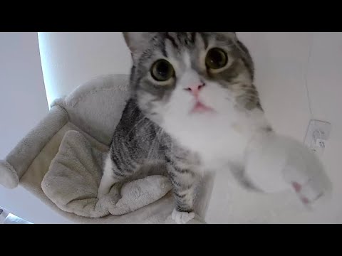 お留守番中の猫にカメラ越しに話しかけたら反応がかわいすぎたwww(YouTube)