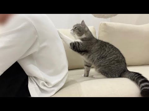 飼い主が一人で泣いてたら心配した猫がまさかのこうなりました…(YouTube)