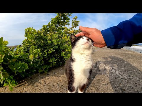 防波堤で寝ていた野良猫を撫でると喜んで頭を擦り付けてきてカワイイ(YouTube)