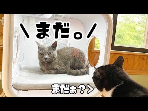 新しいお部屋が人気過ぎて順番待ち発生した！【Drybo Plus】(YouTube)