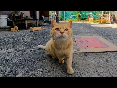 道端に自由に寝転ぶ茶トラ猫の軍団が可愛過ぎる(YouTube)