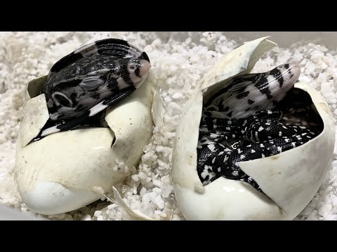 無事3匹のオオトカゲが孵化に成功しました！(YouTube)