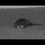 カワウソが深夜何をしているか隠し撮りしてみた結果… I tried to take hidden photos of what otters are doing late at night.(YouTube)