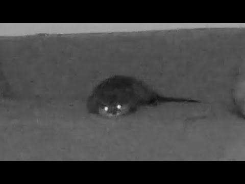 カワウソが深夜何をしているか隠し撮りしてみた結果… I tried to take hidden photos of what otters are doing late at night.(YouTube)