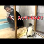 自分の家を取られたと思って八つ当たりするペンギン(YouTube)