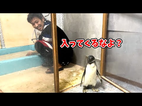 自分の家を取られたと思って八つ当たりするペンギン(YouTube)