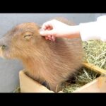 主食の干し草が大量に届いてご機嫌なカピバラ(YouTube)