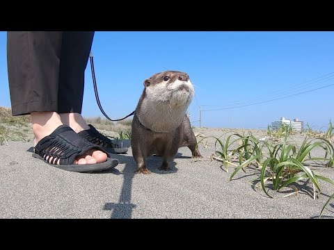 生まれて初めての海に興奮と戸惑いが隠せないカワウソ！ First sea otter to go to the beach!(YouTube)
