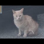 何かに怯えながらも待ってくれてる猫(YouTube)
