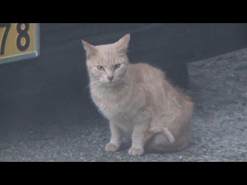 何かに怯えながらも待ってくれてる猫(YouTube)