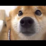 ママ不在の散歩、帰宅すると柴犬が一直線に向かった先は。(YouTube)