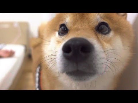 ママ不在の散歩、帰宅すると柴犬が一直線に向かった先は。(YouTube)