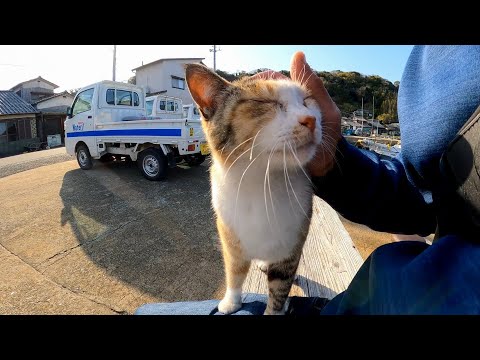 港に猫が寝ていたのでナデナデすると他の猫も撫でられにきた(YouTube)