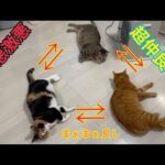 仲悪猫が並んで3匹落ちてる奇跡の光景（捏造あり）(YouTube)