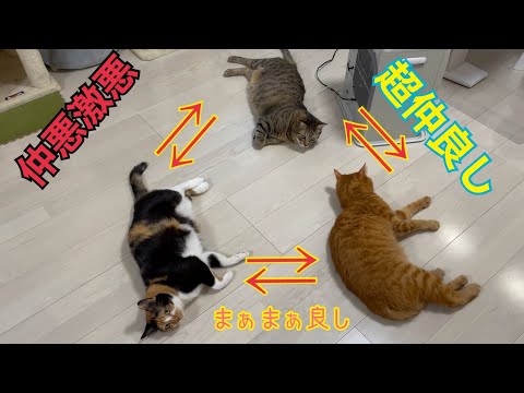 仲悪猫が並んで3匹落ちてる奇跡の光景（捏造あり）(YouTube)