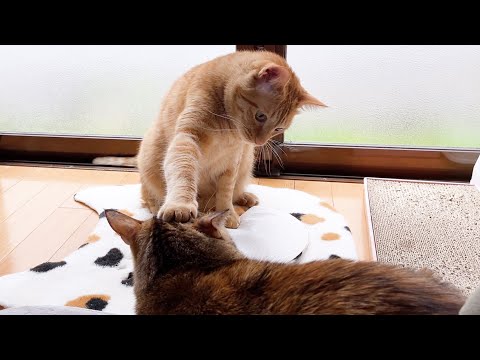 お姉ちゃん猫に注意をする優等生な茶トラ猫♥(YouTube)