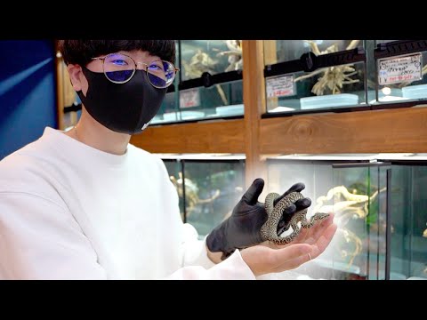 ついに、あの蛇をお迎えしに静岡へ行ってきました【デンドロパーク｜LIVE SHOP】(YouTube)
