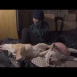 【悲報】愛犬と青森県弘前の桜観に行く予定が北に行き過ぎてしまいました…(YouTube)