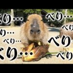 無心でタケノコの皮を剥がすカピバラ可愛すぎw Capybara eat bamboo shoots(YouTube)