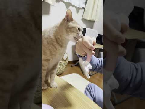 イラっとした猫に噛まれても気にしない息子 #Shorts(YouTube)