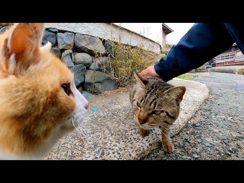 茶トラ軍団に押され気味のキジトラ猫ちゃん(YouTube)
