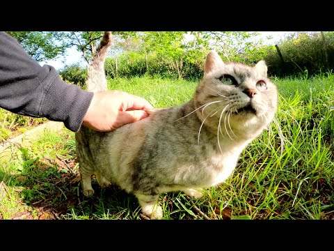 目がクリクリなアザラシ猫と戯れる(YouTube)