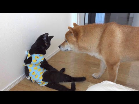 術後の子猫を何気なく気にする、柴犬の瞳が優しすぎた。(YouTube)