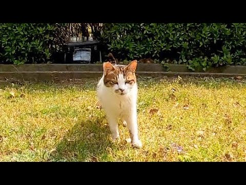 植込みの中から野良猫がモフられに出てきた(YouTube)
