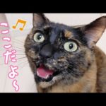 朝はどこでもついてくる甘えん坊なサビ猫モモちゃん(YouTube)