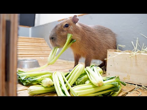 諸事情で余ってしまった野菜の茎を全部カピバラのケージに入れてみた結果(YouTube)