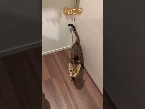 媚び売りがプロ級の猫さん(YouTube)