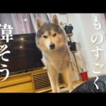 気分屋ハスキーによる怠惰な遊びと激しい遊び　〜セルフ撫で撫でを添えて〜(YouTube)
