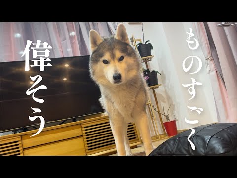 気分屋ハスキーによる怠惰な遊びと激しい遊び　〜セルフ撫で撫でを添えて〜(YouTube)