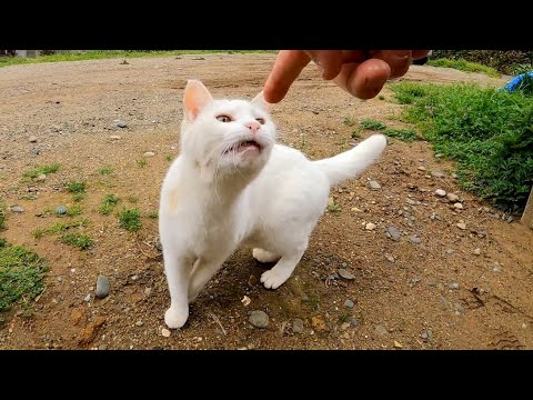 空地に白猫がいたので撫でると他の猫達も集まってきた(YouTube)