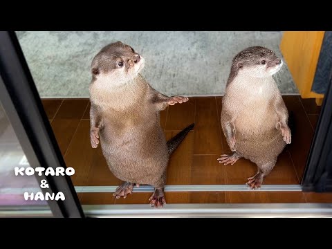 悩んでる時に見せる仕草がかわいすぎるカワウソ　Otter Has a Unique Gesture When He’s Thinking(YouTube)