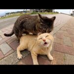 キジトラ猫が茶トラ猫に求愛していたらヤジウマ猫達が冷やかしに集まってきた(YouTube)