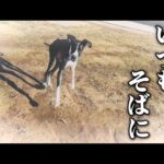 愛犬カルアと過ごした最後の1週間(YouTube)