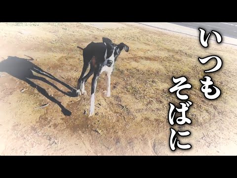 愛犬カルアと過ごした最後の1週間(YouTube)