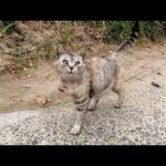 海辺の道で猫が話し掛けてきたのでナデナデすると他の猫も寄ってきた(YouTube)