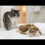 自分の布団で知らない子猫が寝てたら猫がこうなりました…笑(YouTube)
