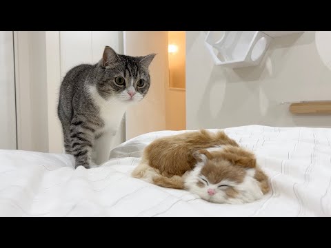 自分の布団で知らない子猫が寝てたら猫がこうなりました…笑(YouTube)
